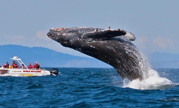 Mirissa Whale Watching Tour By Mahaweli Tours Holidays