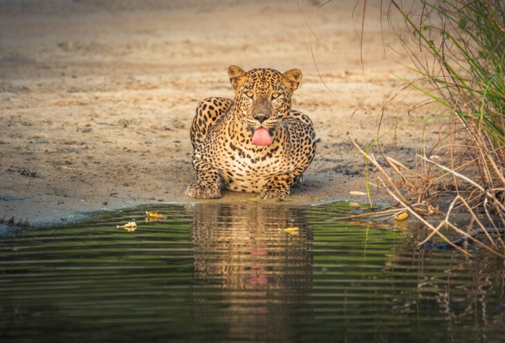 Wilpattu National Park