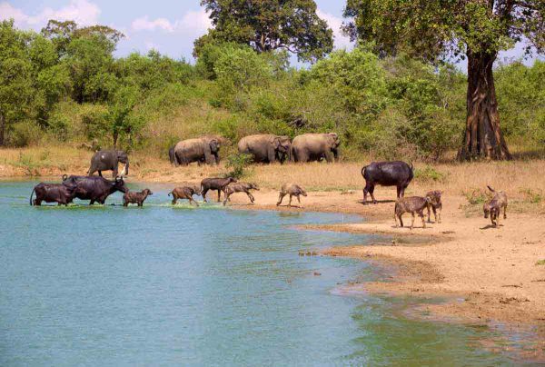 Udawalawe National Park - Mahaweli Tours & Holidays Sri Lanka