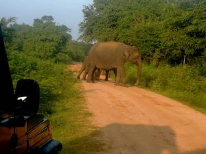 Elephants in Udawalawe National Park