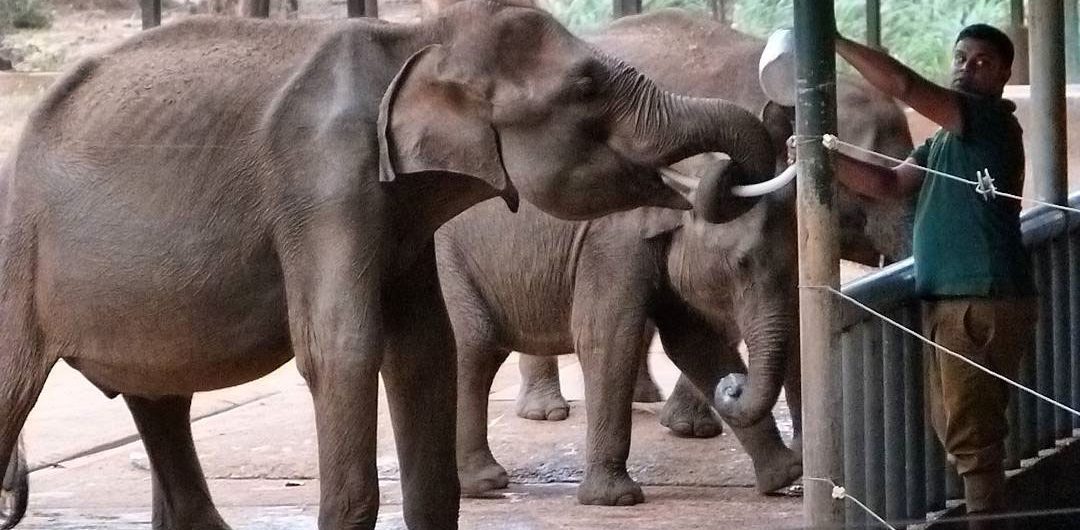 Udawalawa Elephant Transit Home