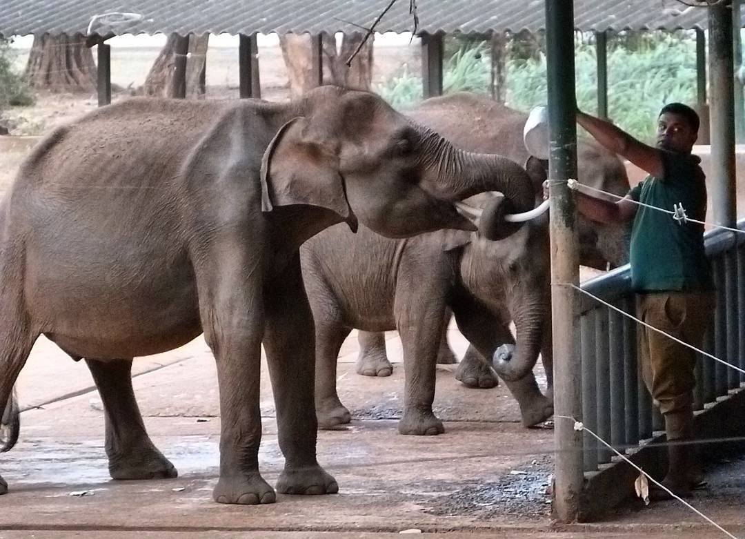 Udawalawa Elephant Transit Home