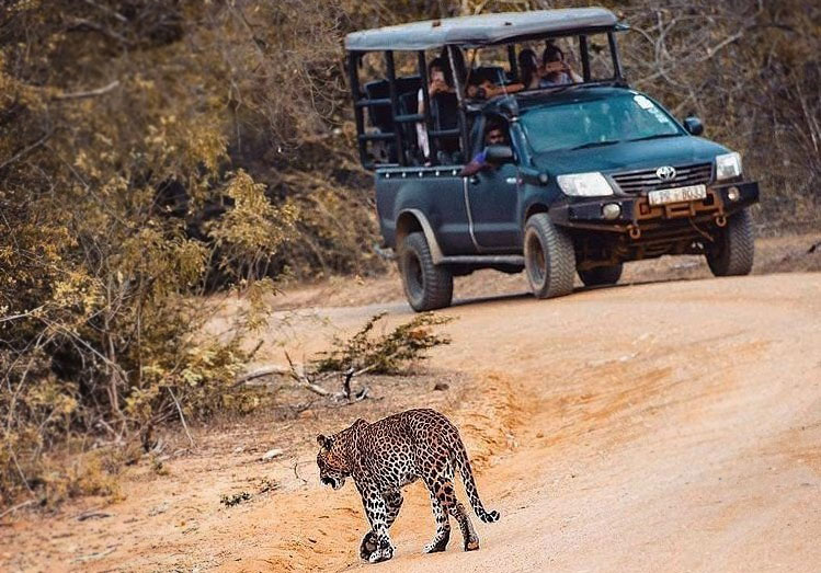 Kumana National Park Safari