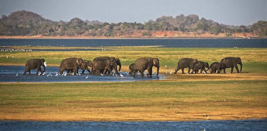 Minneriya National Park