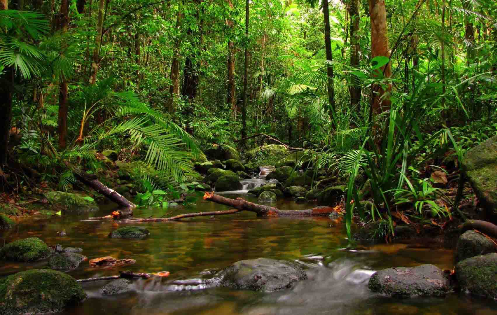 Sinharaja Trekking in Sri Lanka