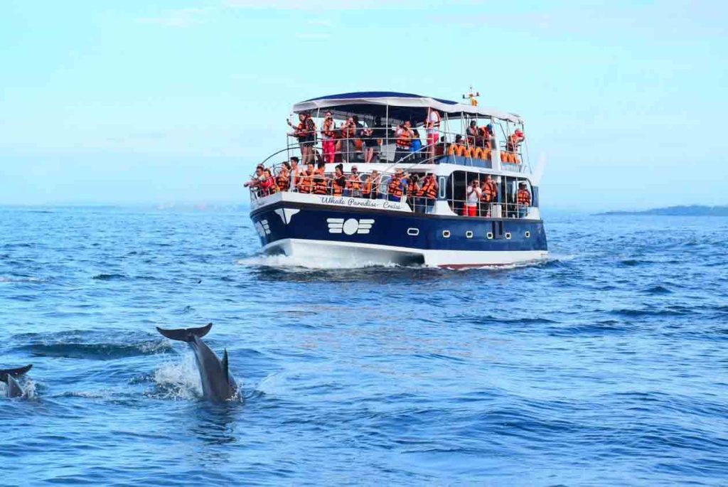 Mirissa Whale Watching Tour by Mahaweli tours & Holidays