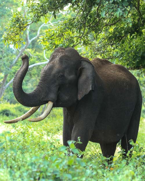 Sri Lanka Wildlife