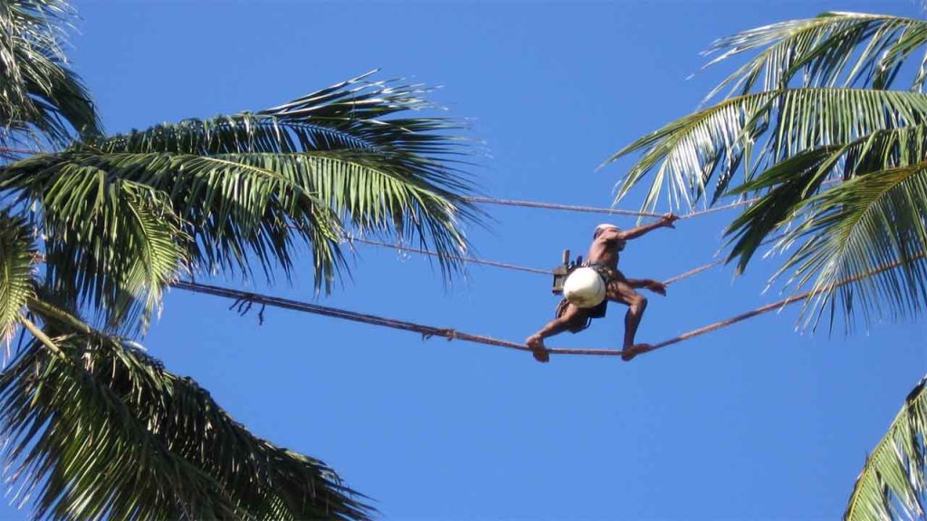 Toddy Tapping in Sri Lanka