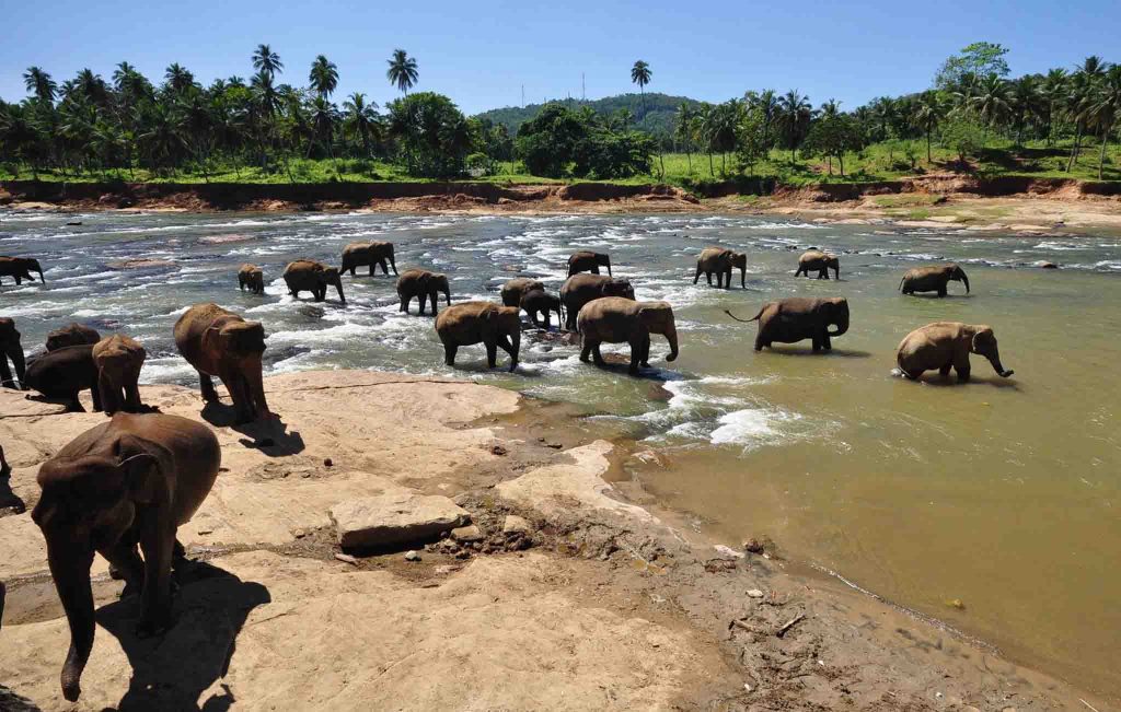 Pinnawala Elephant Orphanage