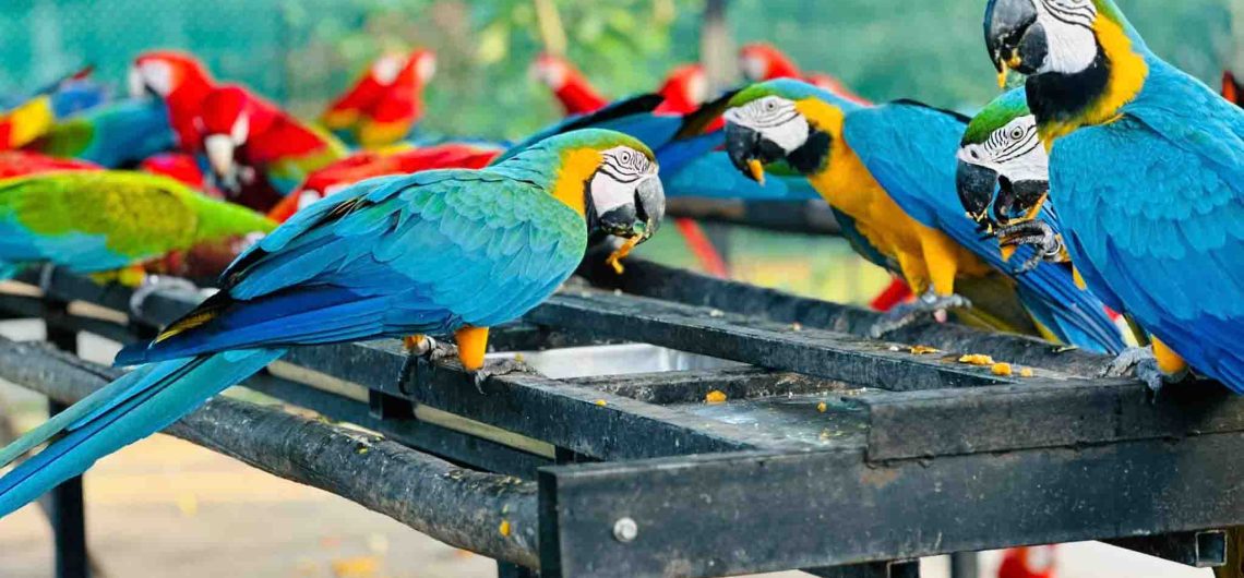 Hambanthota Birds Park
