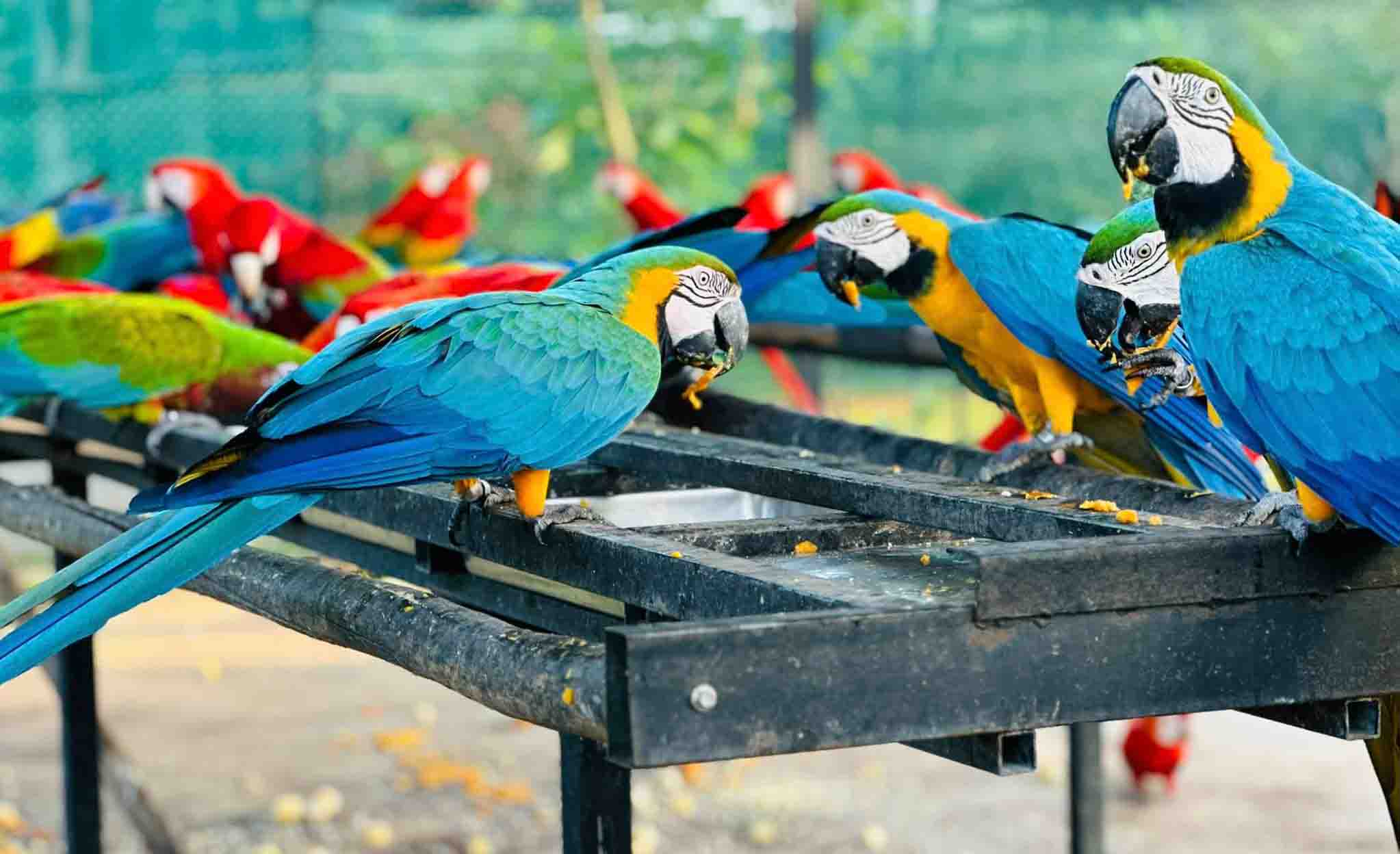 Hambantota Bird Park: Sri Lanka's Avian Wonderland