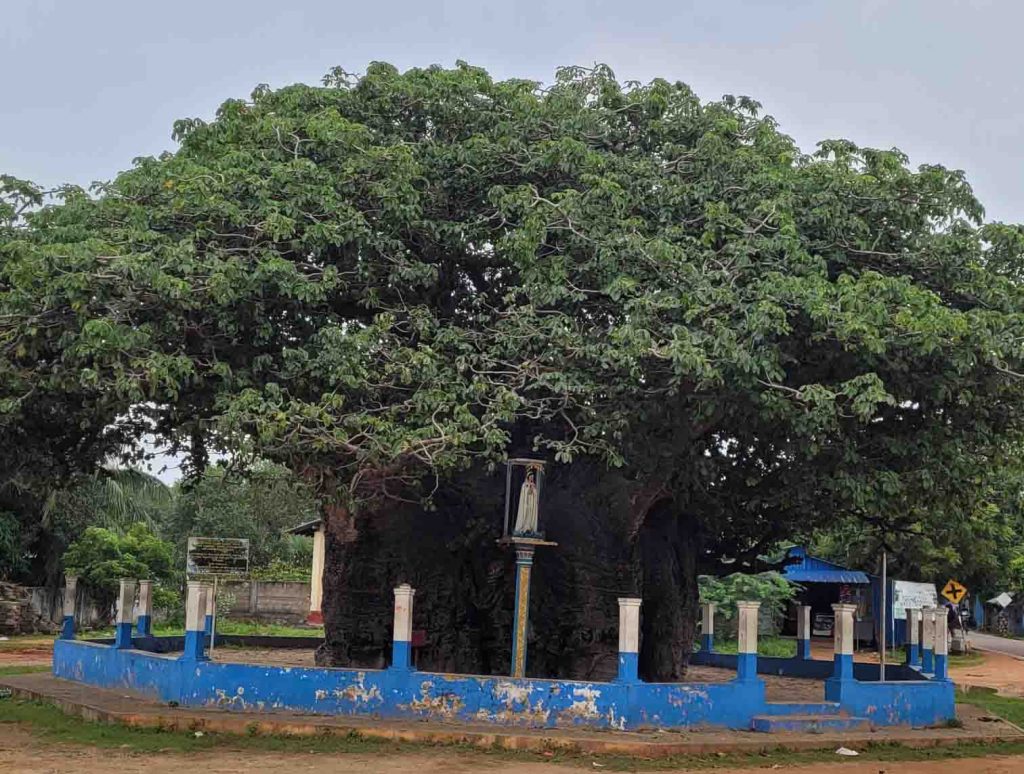 Baobab Tree Mannar