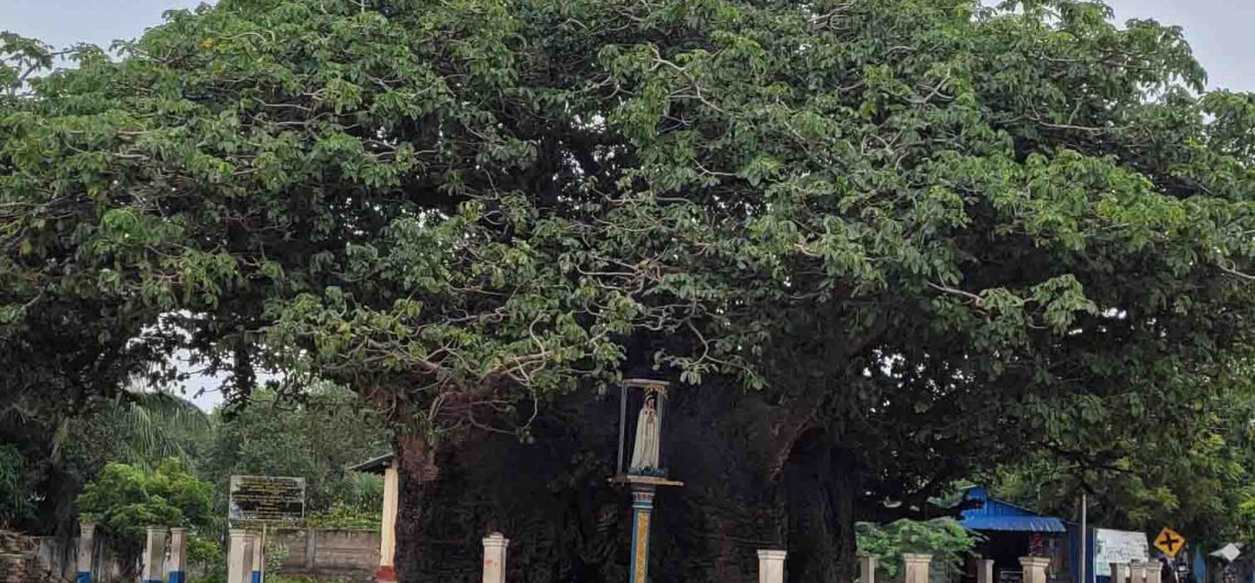 Baobab Tree Mannar