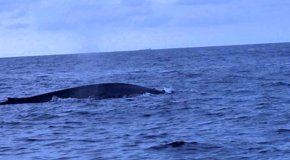 Whale Watching in Trincomalee. A large Blue Whale Can be Seen here.