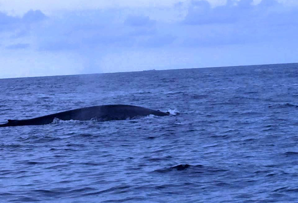 Whale Watching in Trincomalee. A large Blue Whale Can be Seen here.