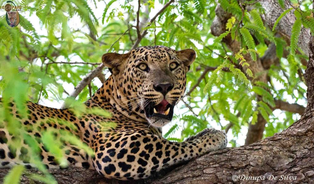 a Sri Lankan Leopard on a Tree in Yala National Park