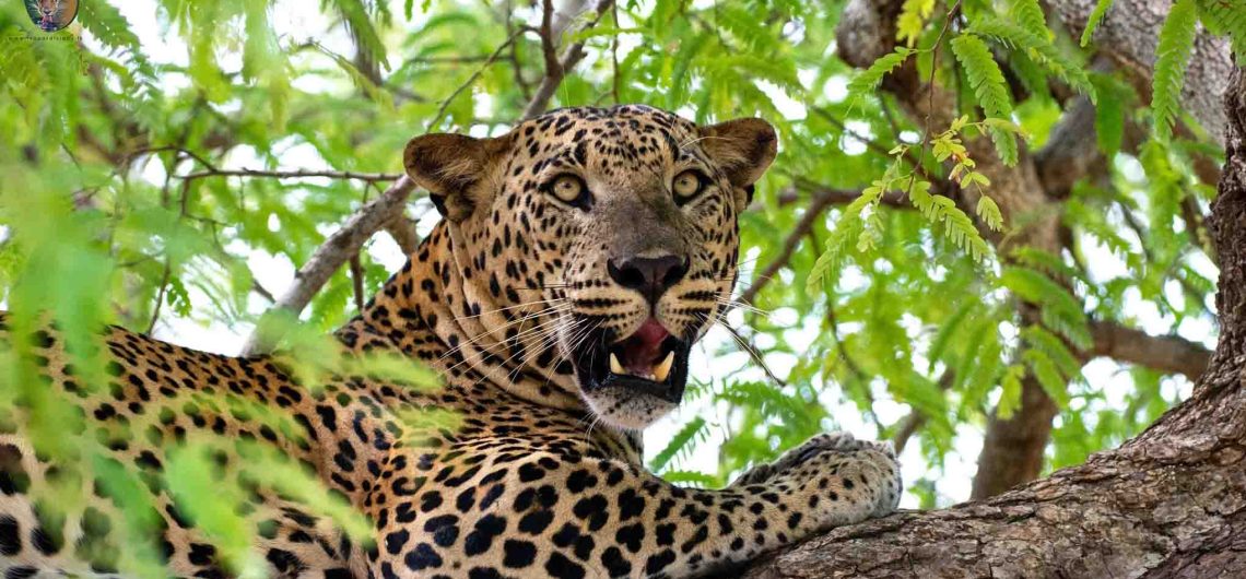 a Sri Lankan Leopard on a Tree in Yala National Park