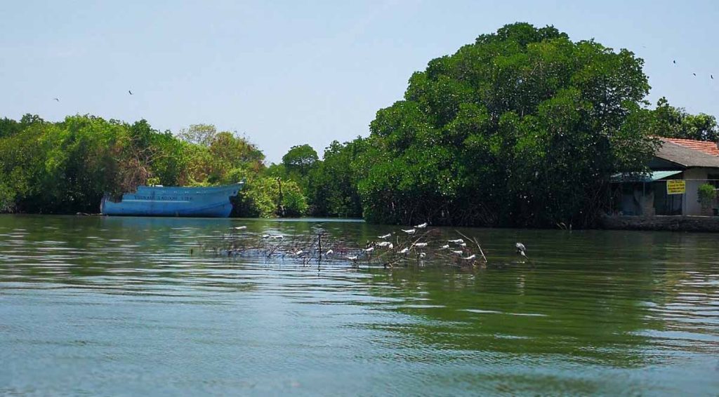 Muthurajawela Marsh in Southern Negombo Lagoon