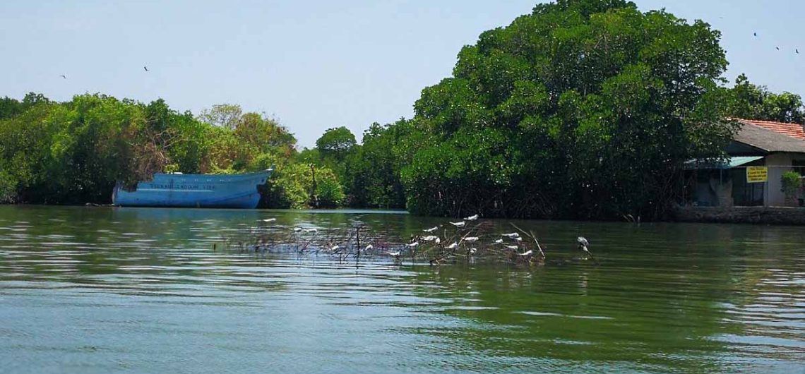 Muthurajawela Marsh in Southern Negombo Lagoon