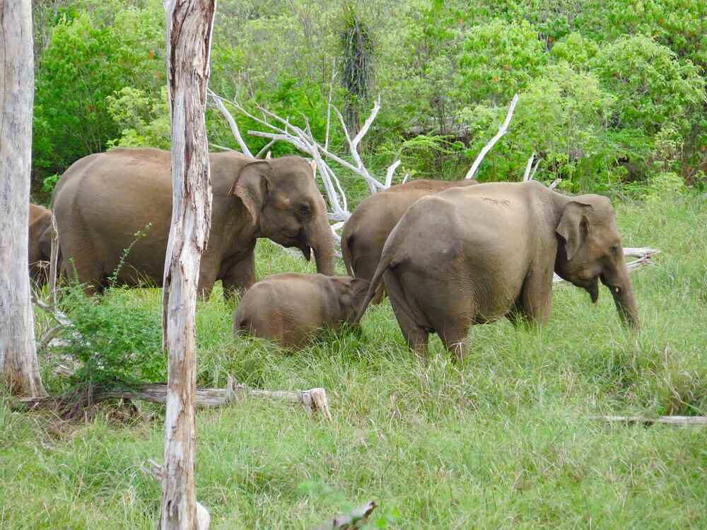 Elephanats in Lunugamvehera National Park