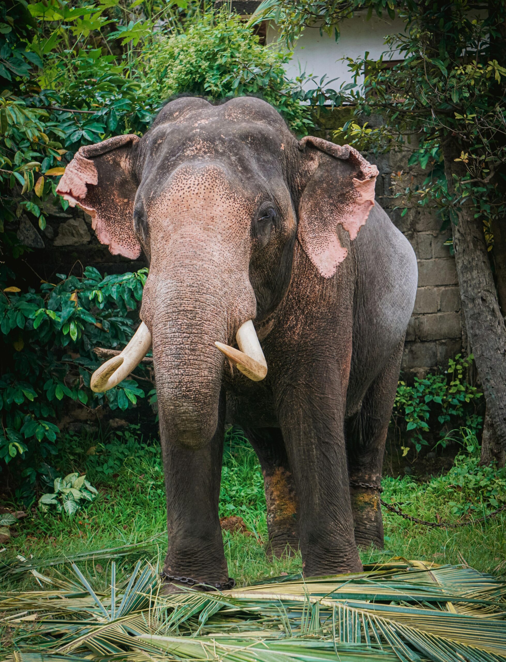 Nuwara Eliya