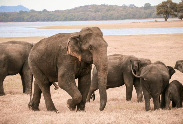 Elephant-Group-Sri-Lanka