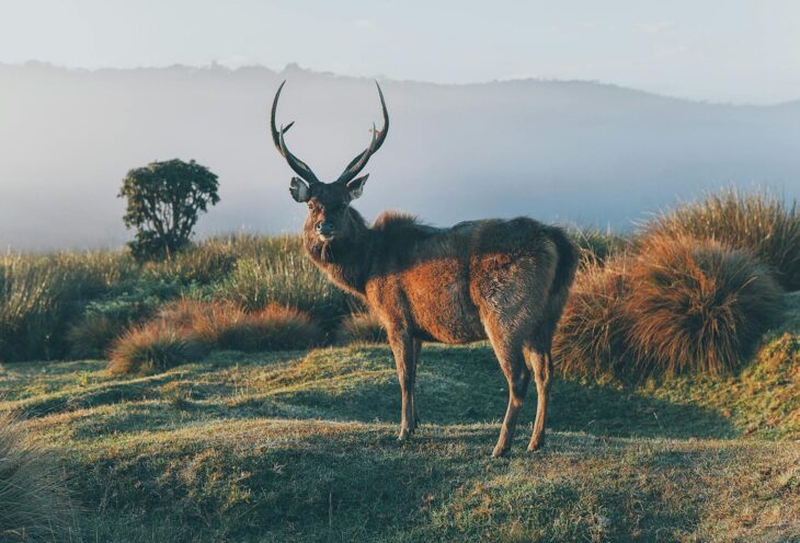 Horton-Plains-Sri-Lanka