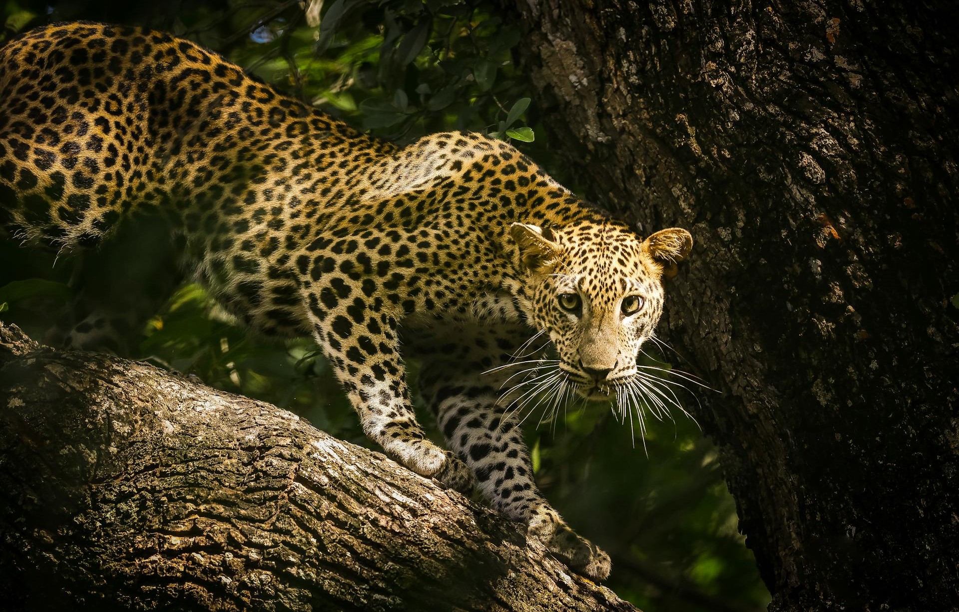 Best Places to See Leopards in Sri Lanka