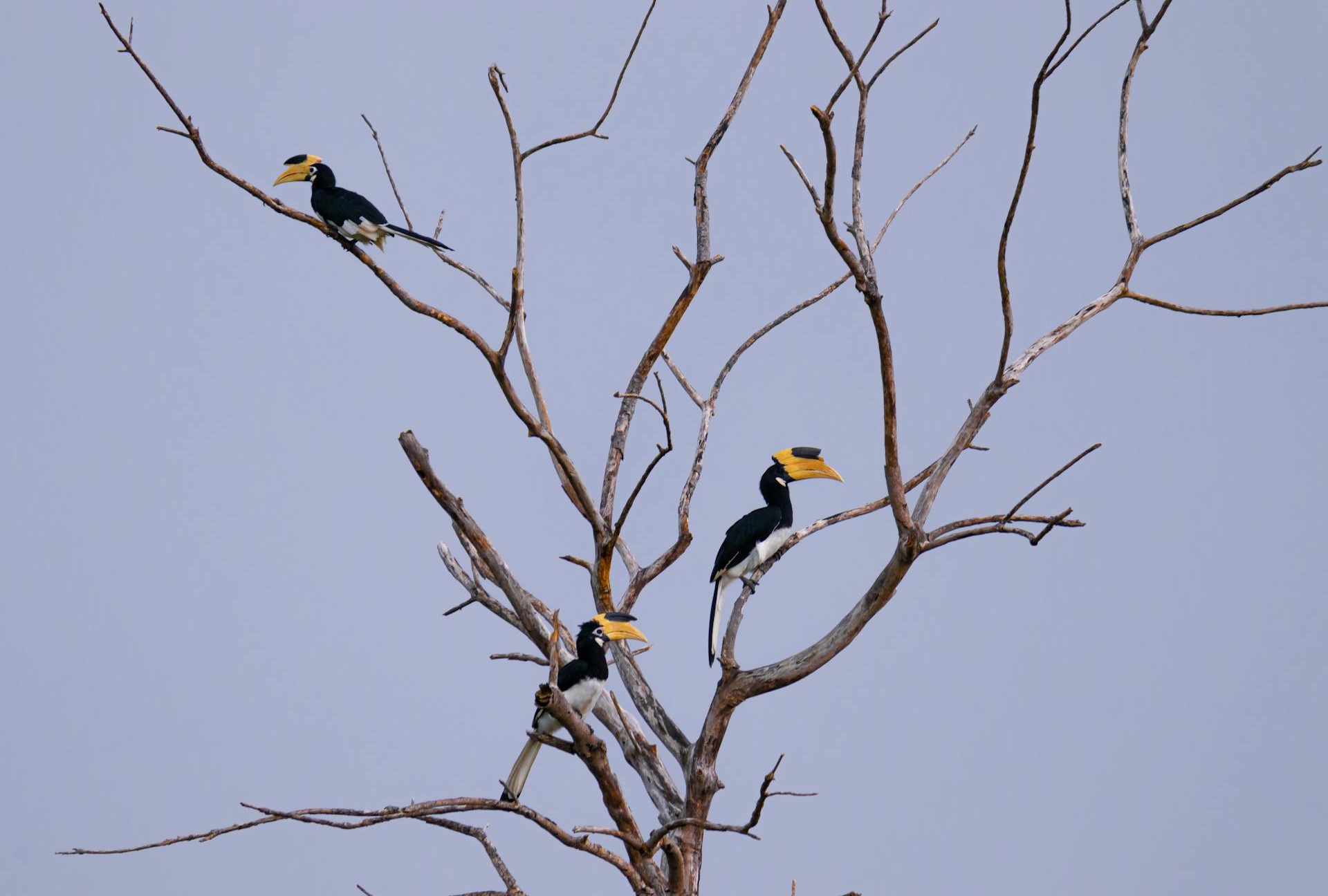 A Birdwatcher’s Paradise: Exploring the Kalametiya Bird Sanctuary in Sri Lanka