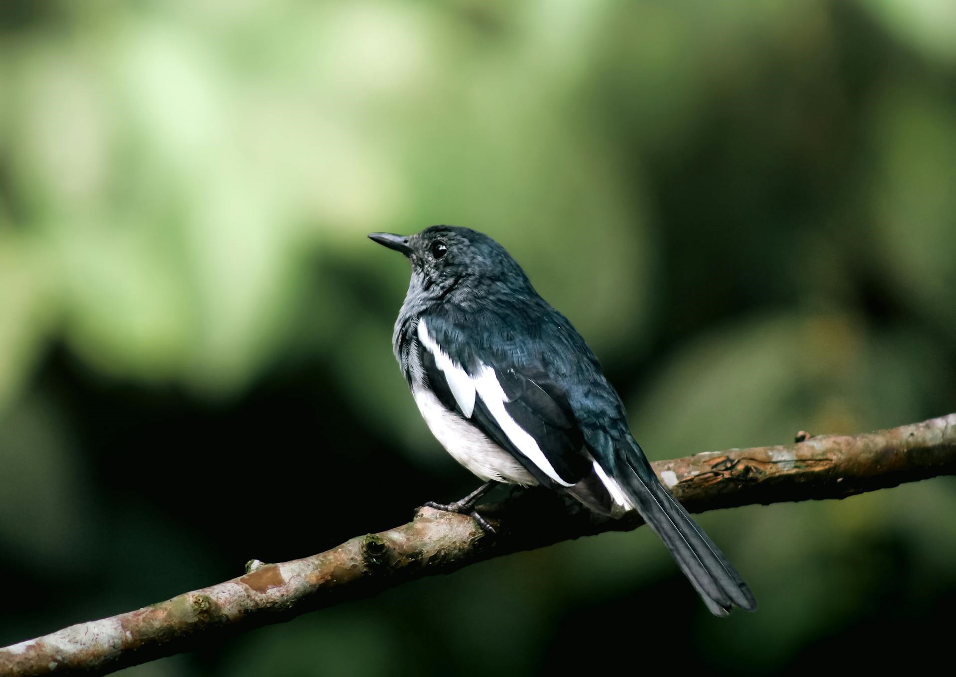 Muthurajawela Bird Watching Day Tour: Unveiling the Avian Paradise: