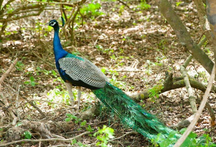 Peacock-Sri-Lanka