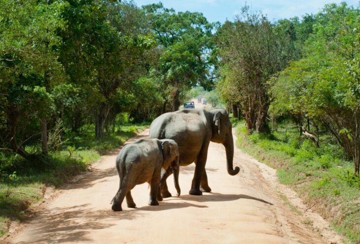 Safari-Sri-Lanka