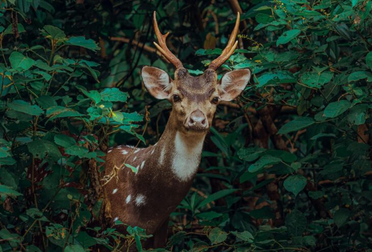 Wild-Sri-Lanka
