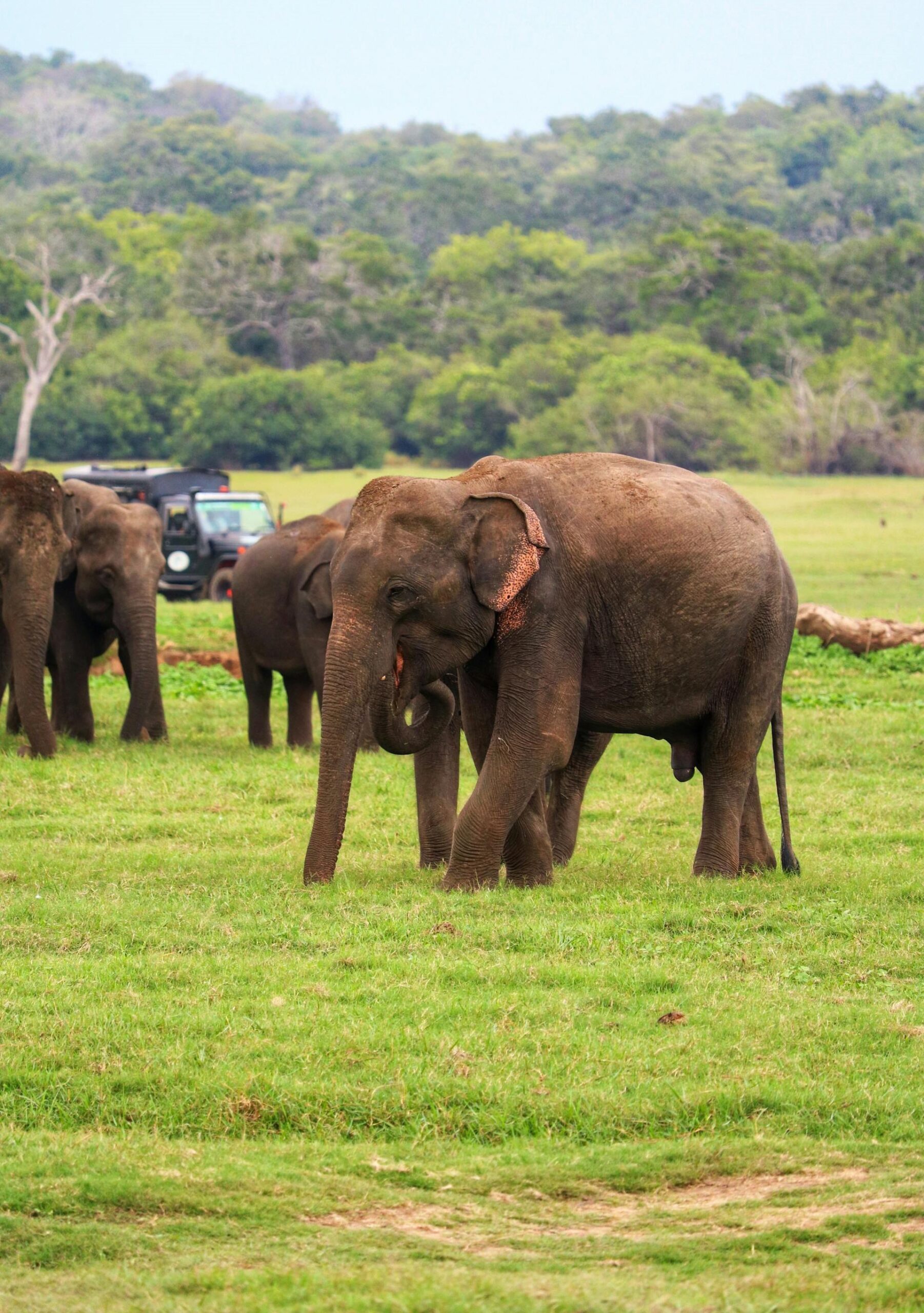 Ridiyagama Safari Park: A Wildlife Odyssey in Sri Lanka’s Southern Gem