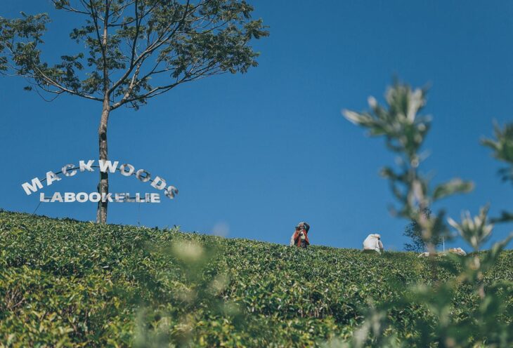 Tea-Plantation-Nuwara-Eliya