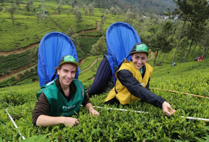 Tea-Plucking-Nuwara-Eliya