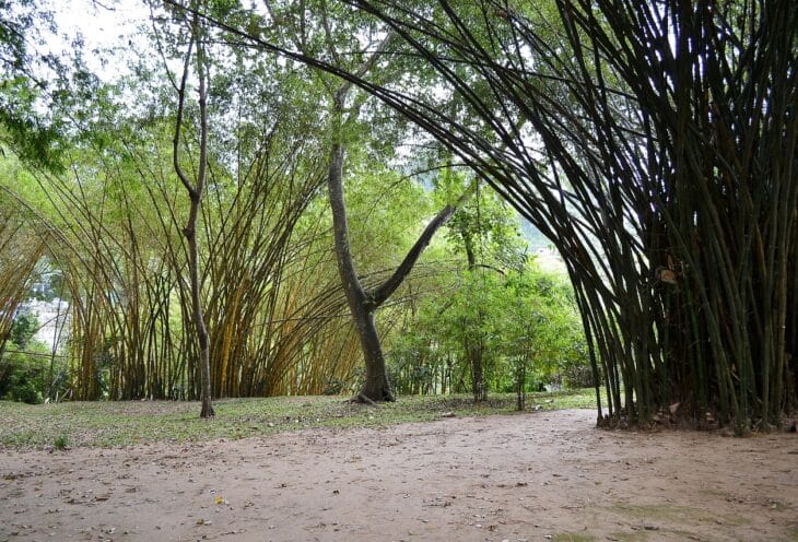 peradeniya garden