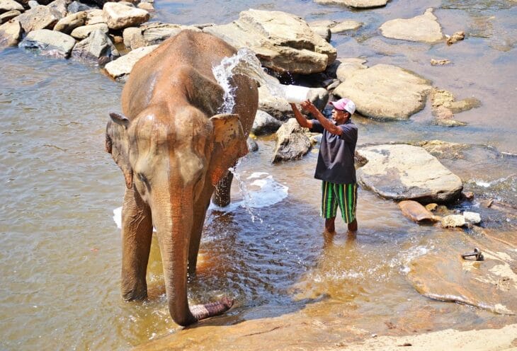 pinnawala elephant paradise