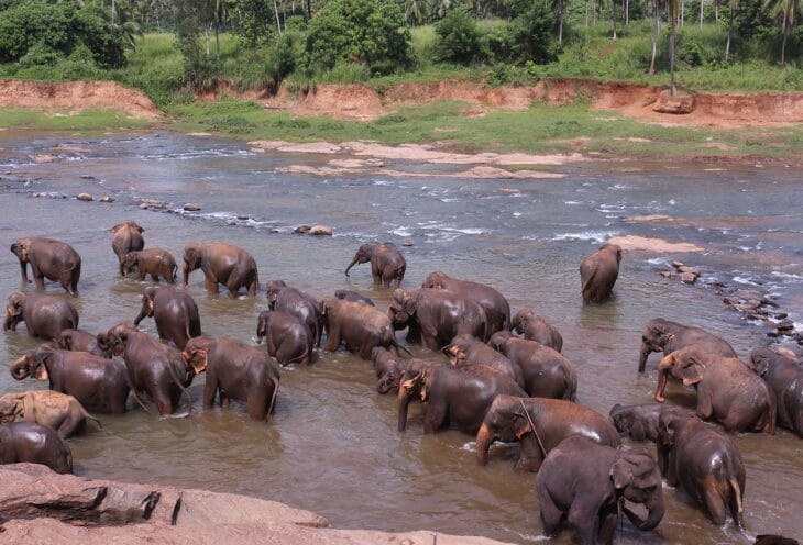 pinnawala-elephants
