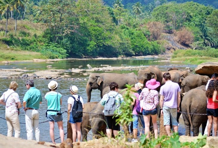pinnawala-tour